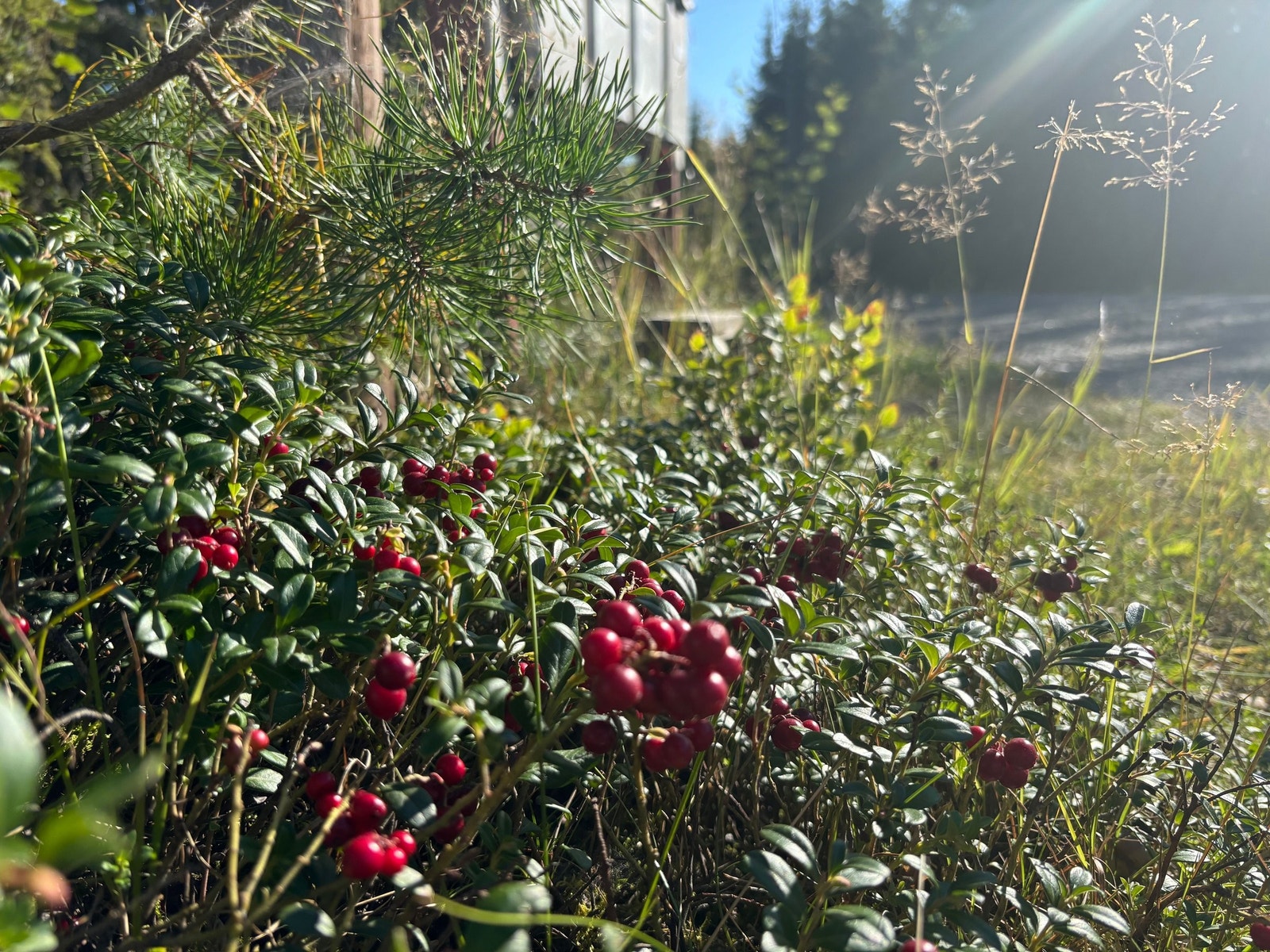 Tyttebær ved postkassene. Galleribilde