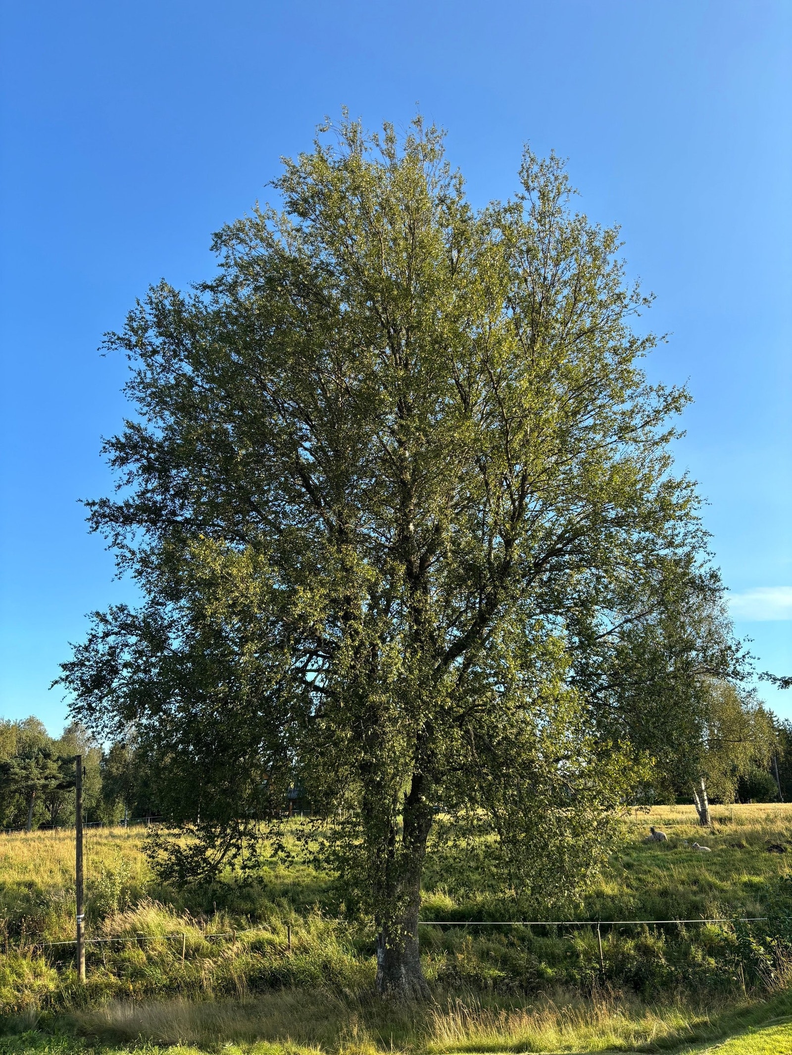 Treet får vann fra bekken som omkranser tomten. Galleribilde