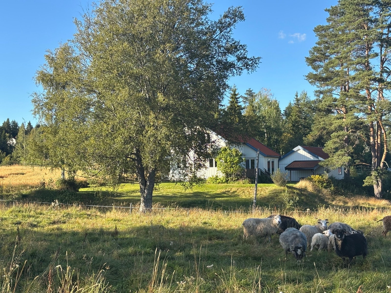 Sommernaboer. Galleribilde