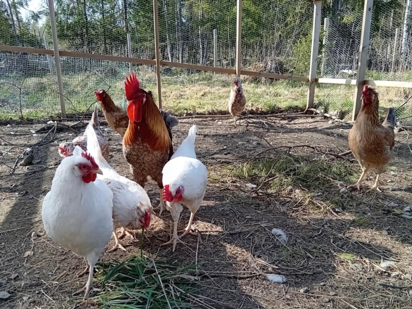 Romslig og solid hønsegård. Galleribilde