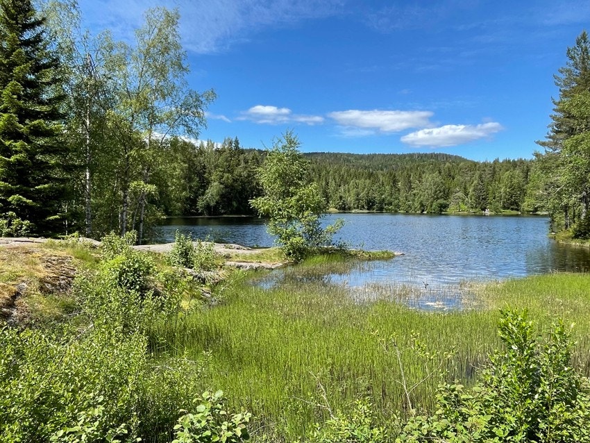 Hvalsdammen. Galleribilde