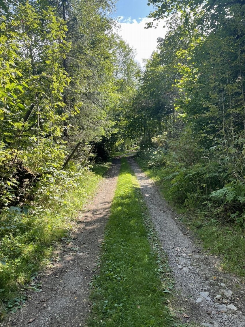 Koselig gammel kjerrevei som lederinn til hytta. Galleribilde