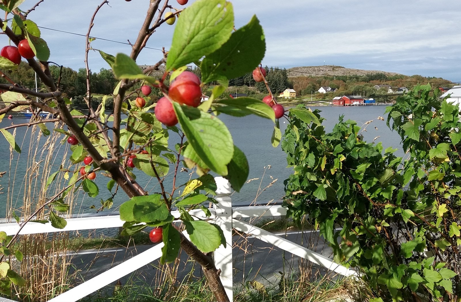 Plommetre i hagen. Galleribilde