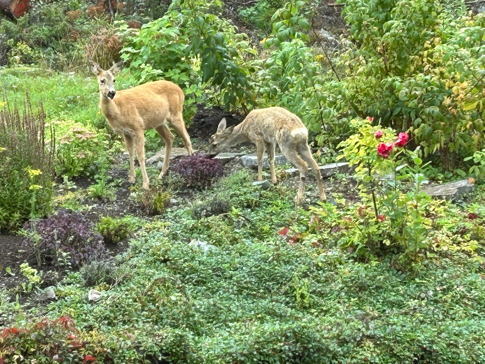 Selgers private bilder - naturskjønne omgivelser, med rådyr på besøk rett utenfor døren. Galleribilde