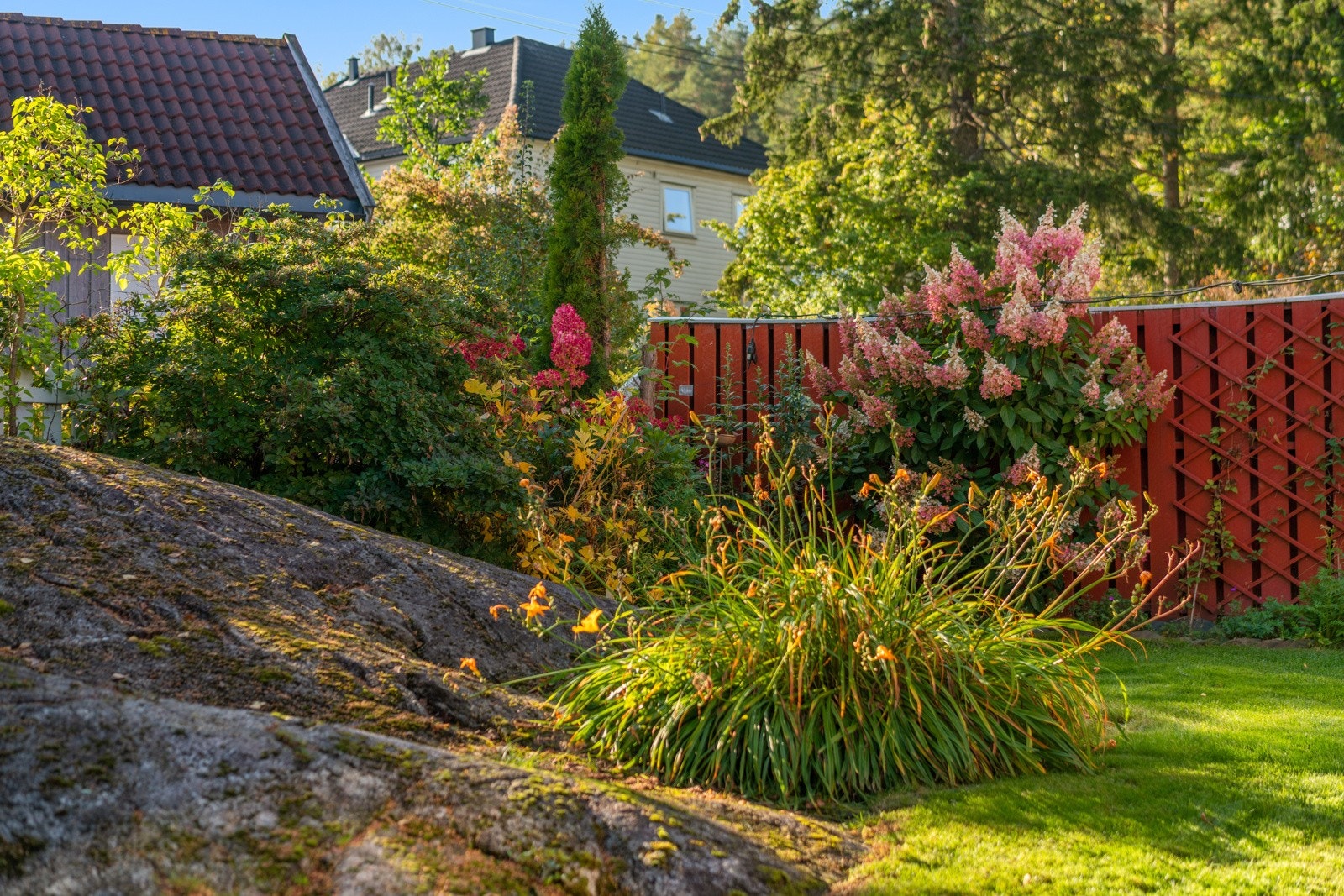 Fargerik hortensia og andre prydbusker Galleribilde