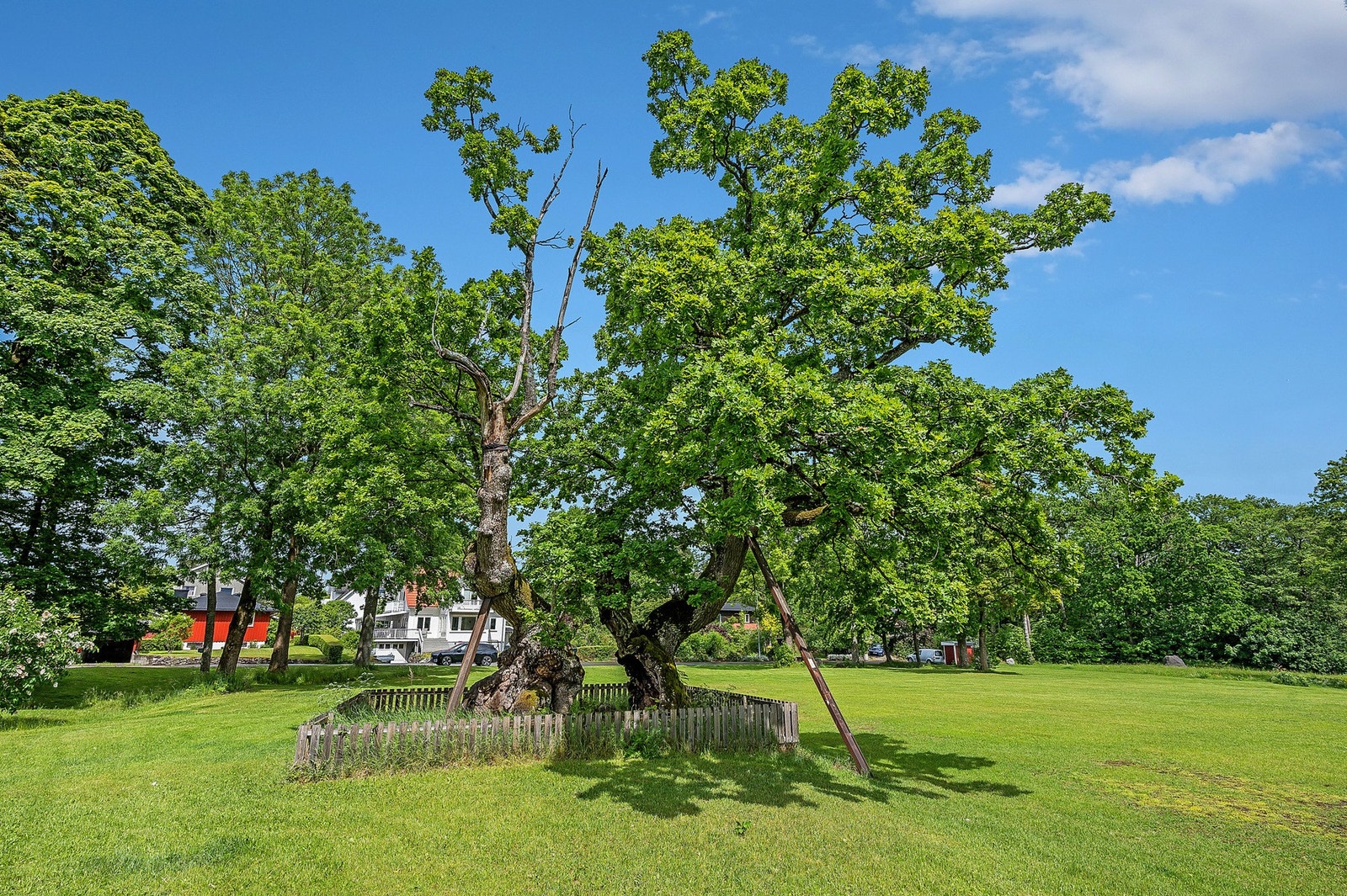 På Bekkajordet finner vi også 1000 års eika Galleribilde