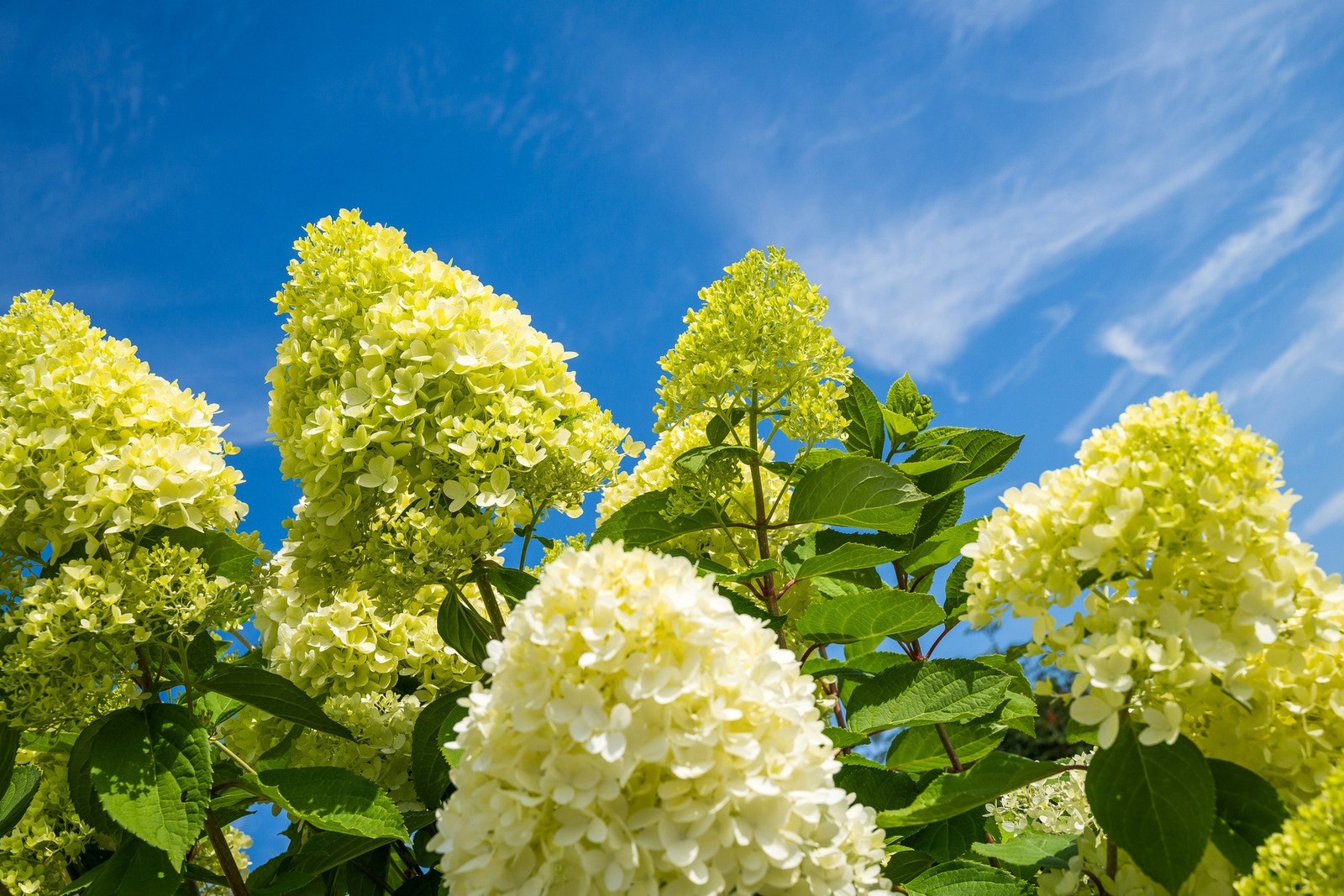 En variert og frodig hagetomt Galleribilde