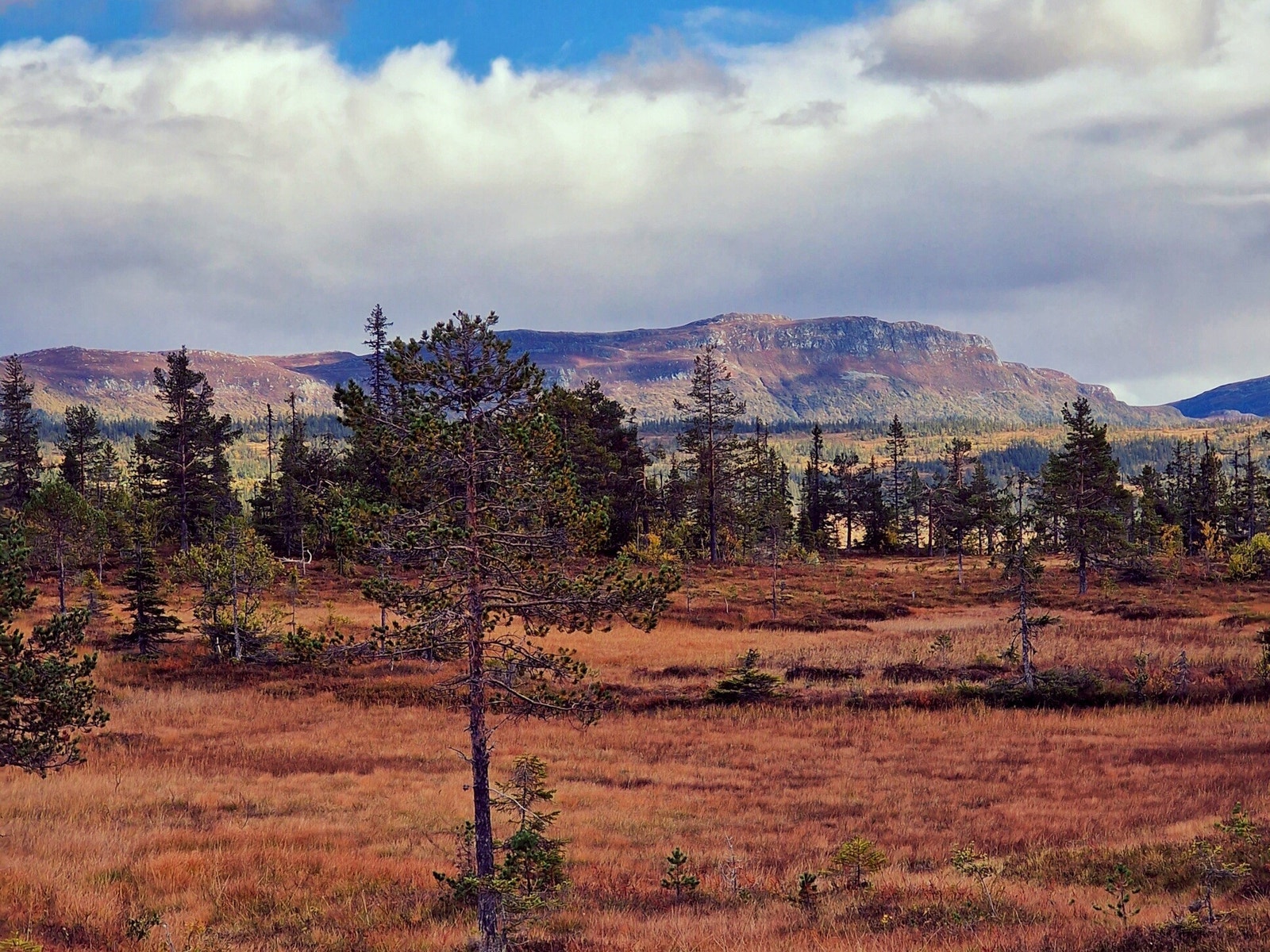 Søre Vorsetvatn er et av tomtefeltene på Vegglifjell som ligger tettest på villmarka Galleribilde