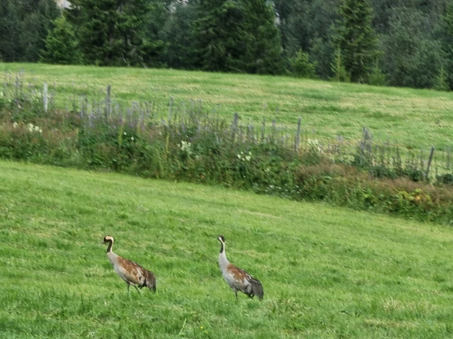 Selgers eget bilde; Dyreliv ved hytta. Galleribilde