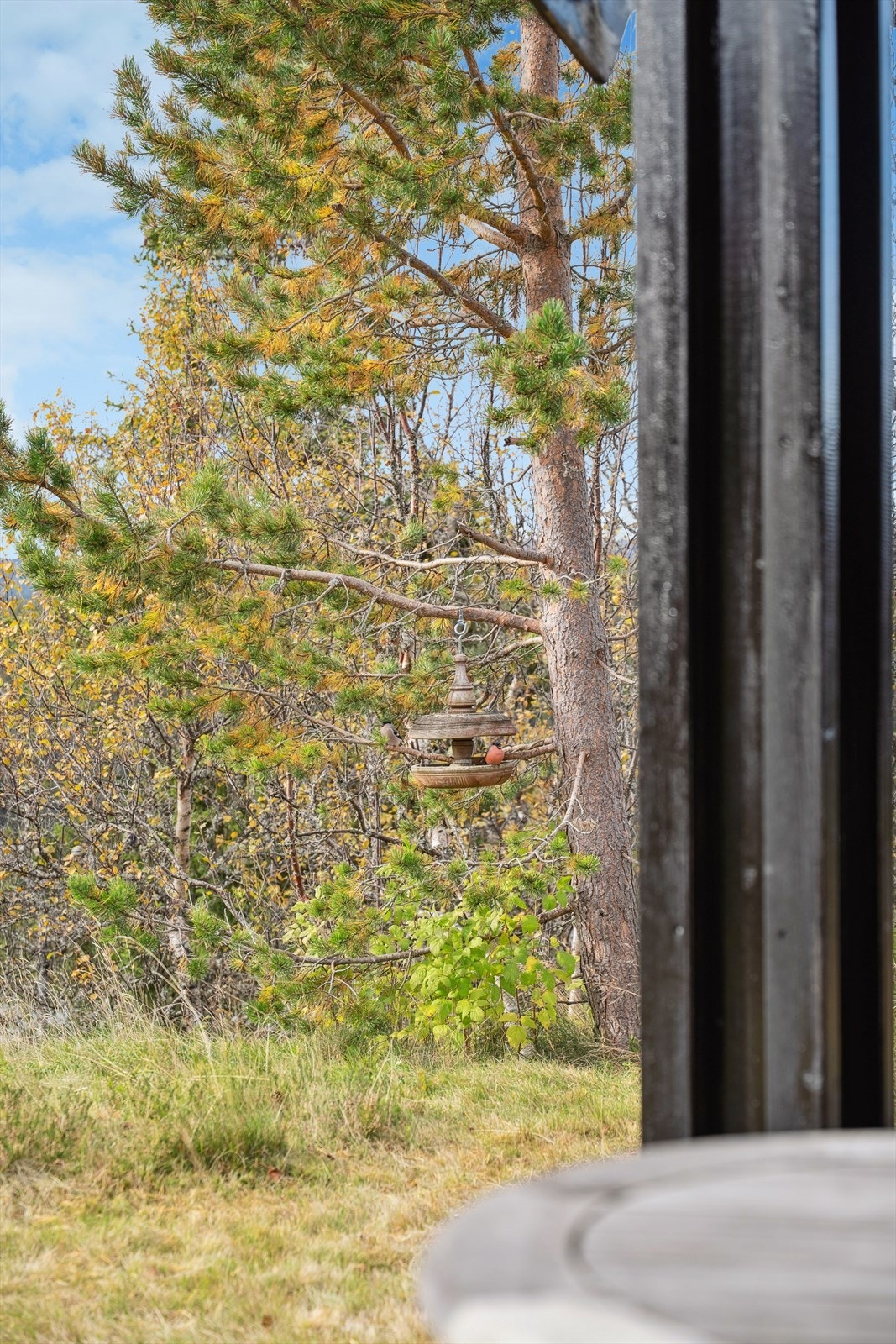 Koselig dyreliv Galleribilde