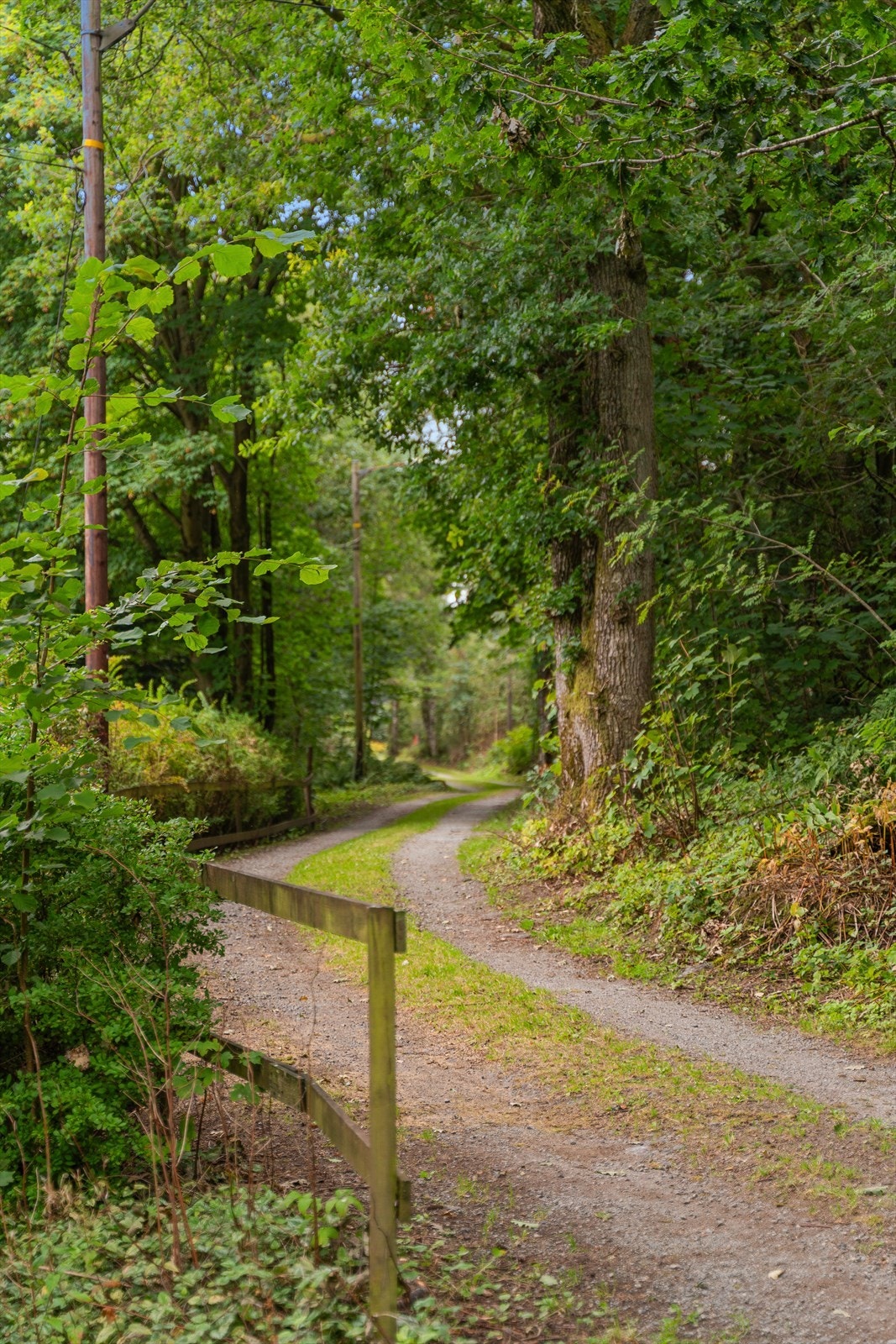 Koselig akomstvei til eiedndommen gjennom skogen Galleribilde