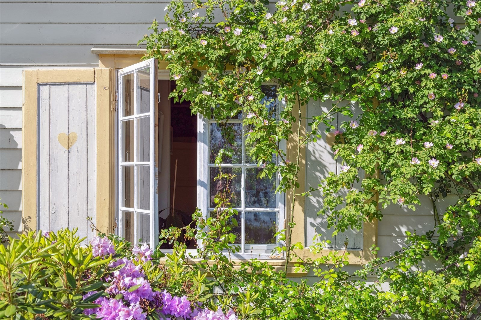 Kjøkkenvinduet omringet av nydelige nyperoser. Galleribilde