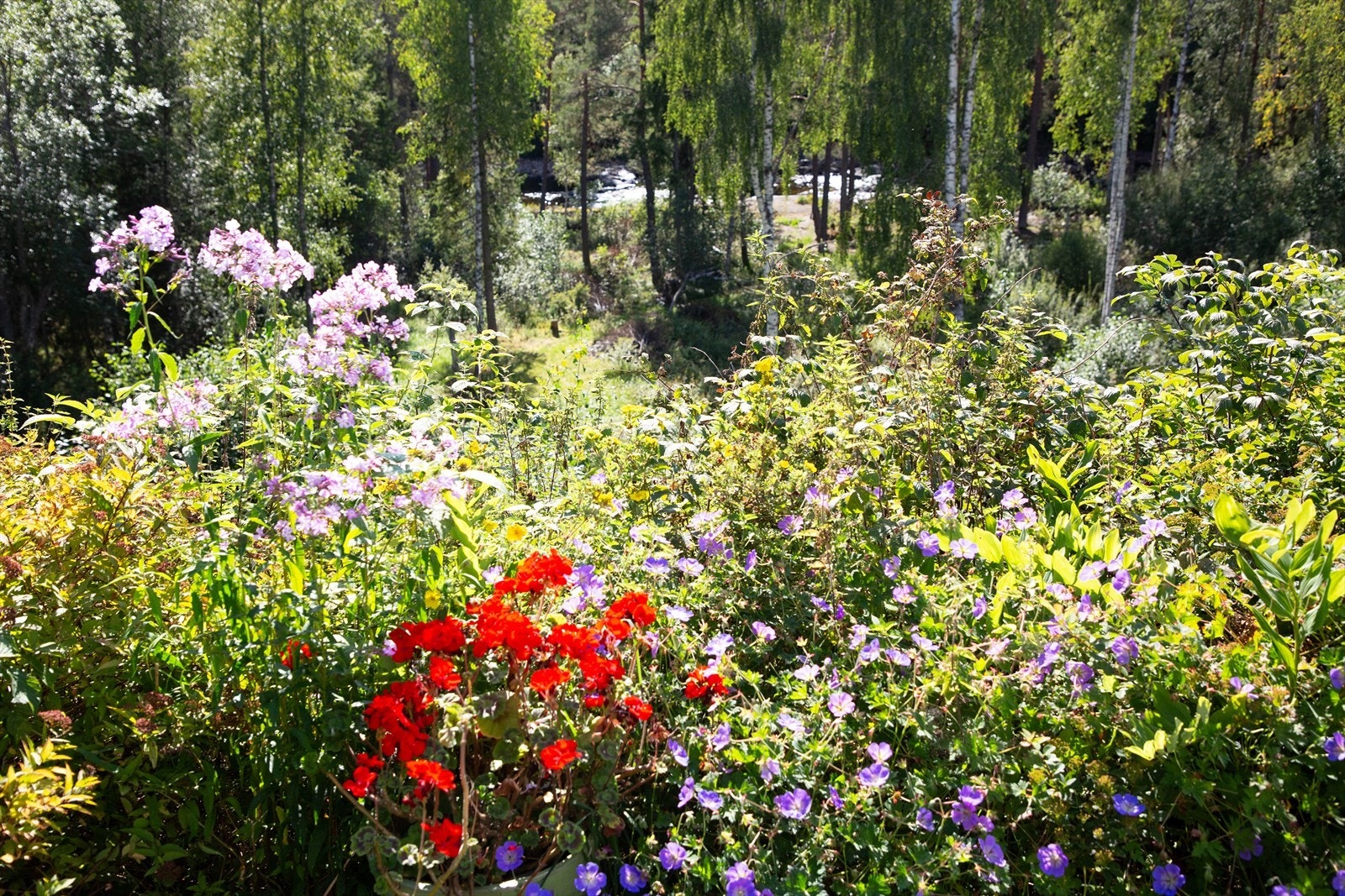 Fine blomsterbed. Galleribilde