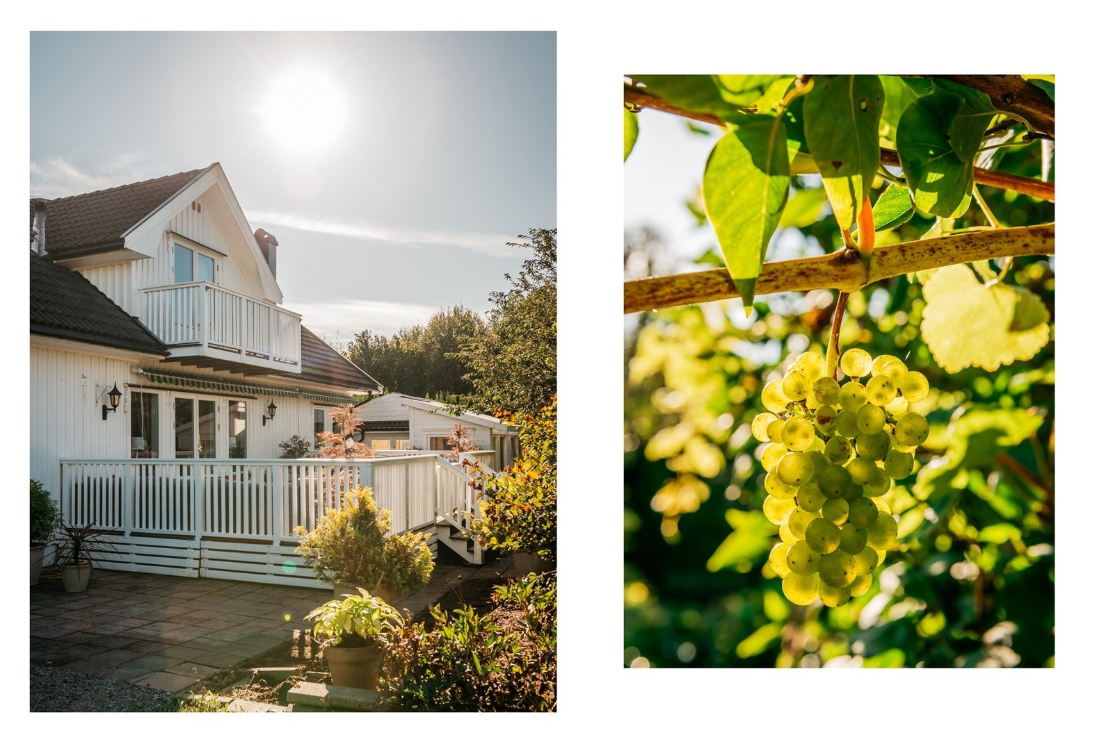 Eiendommen er godt beplantet med masse forskjellige planter Galleribilde