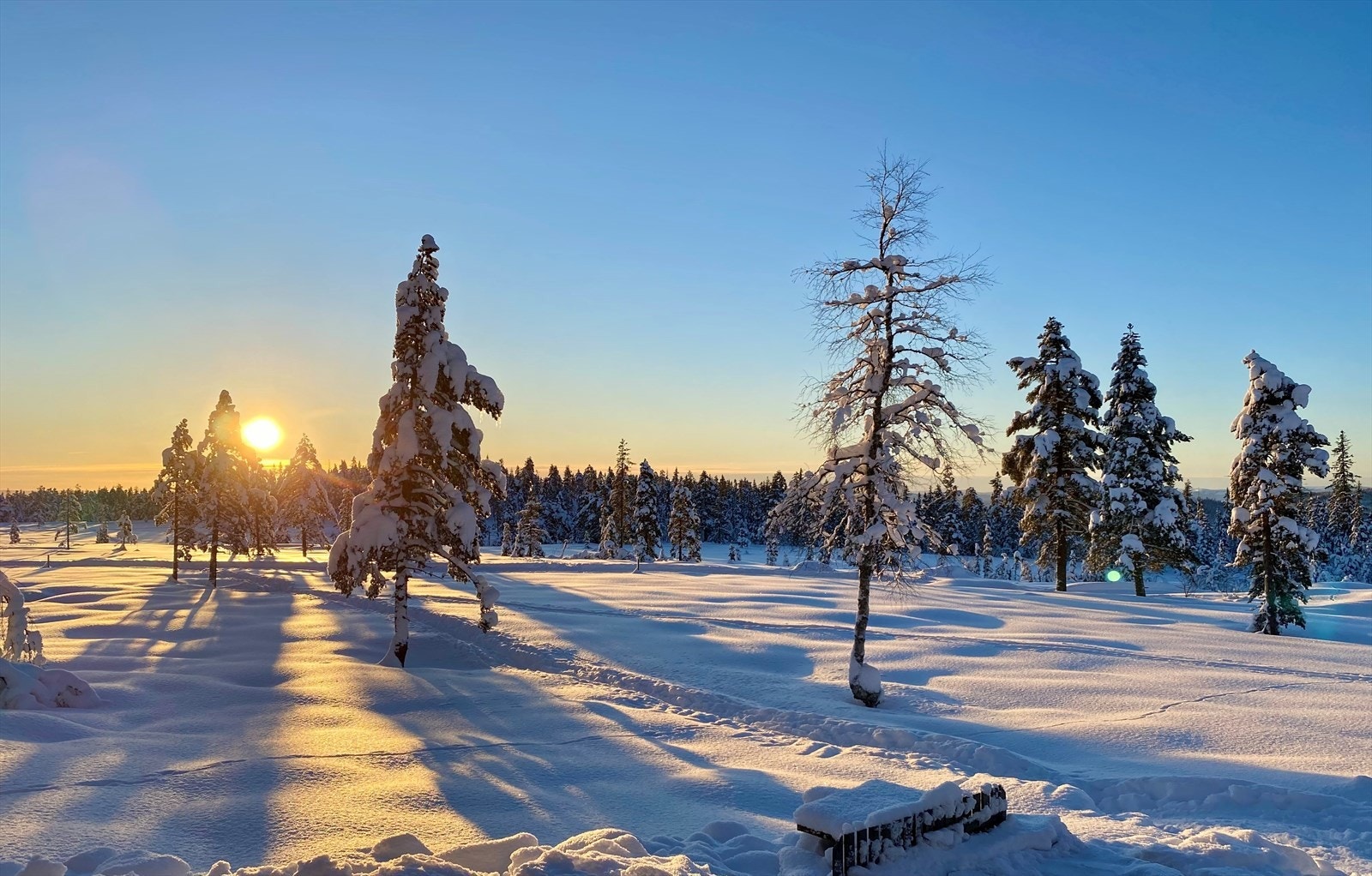 Selgers egne bilder Galleribilde