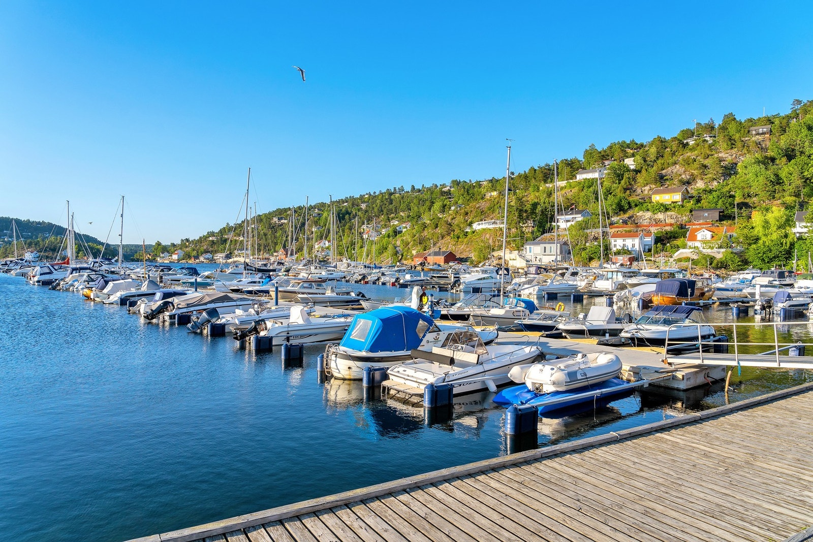 Vindfangeren Galleribilde