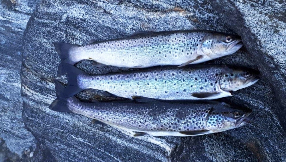 Gode muligheter for å prøve fiskelykken! Galleribilde