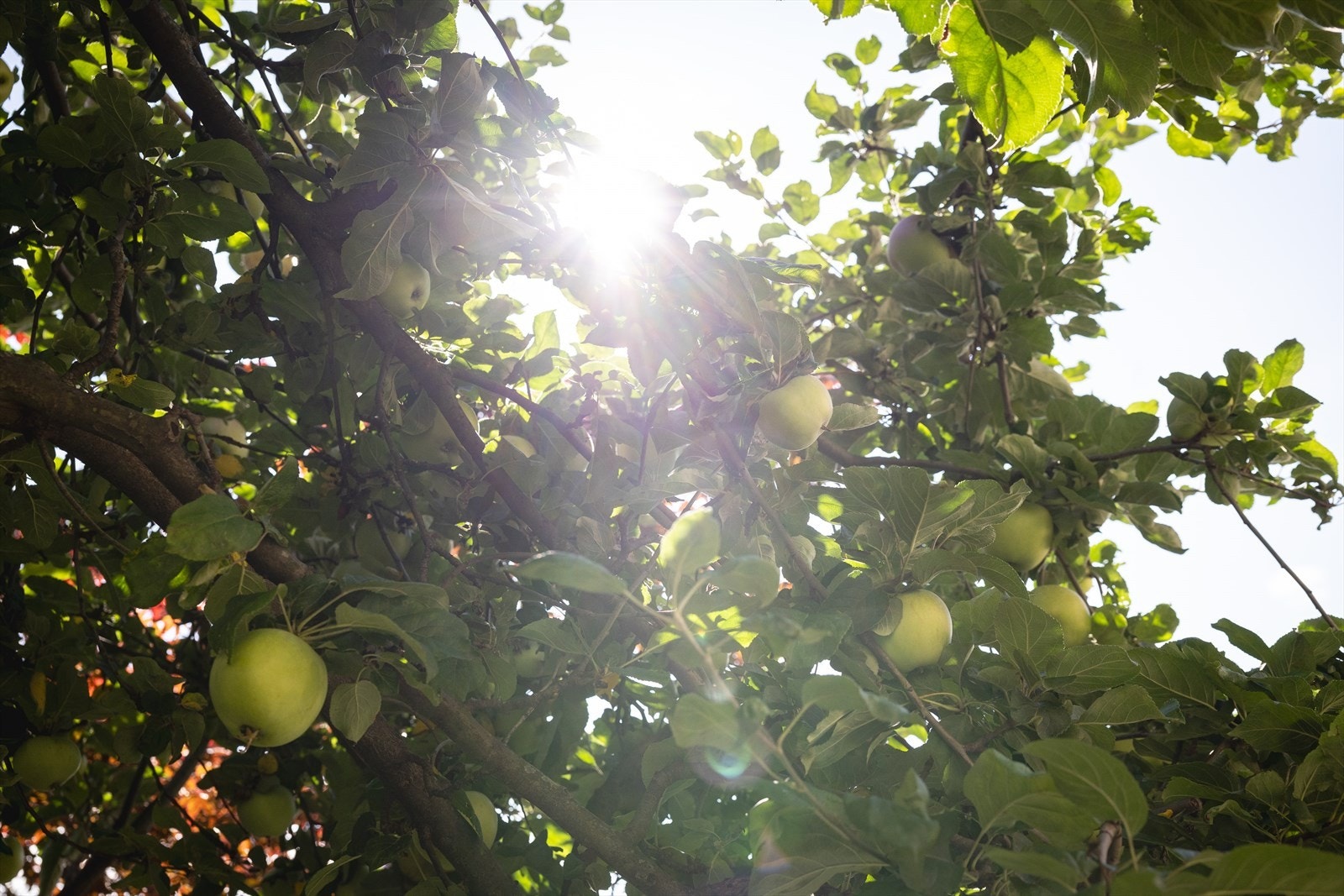 Det er til og med epletrær i bakgården! Galleribilde