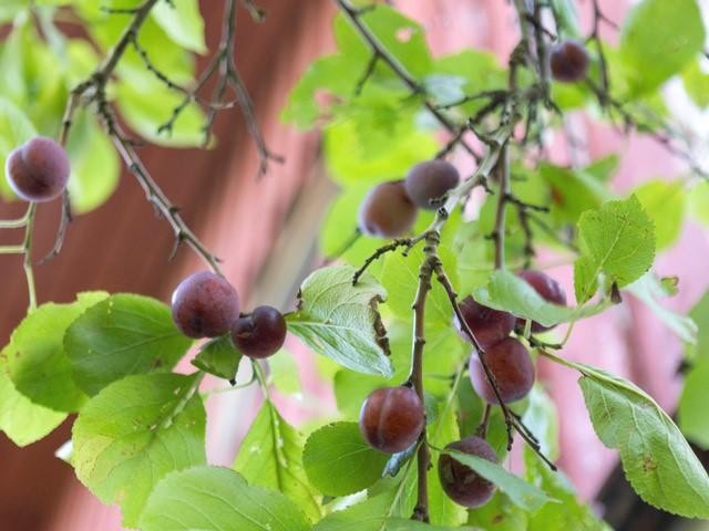 Frukttre Galleribilde