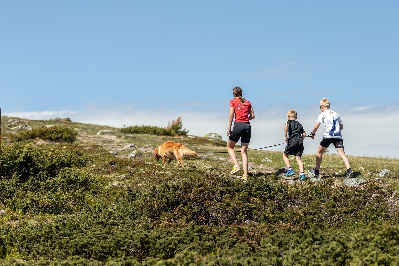 Flott området for tur i fjellheimen Galleribilde