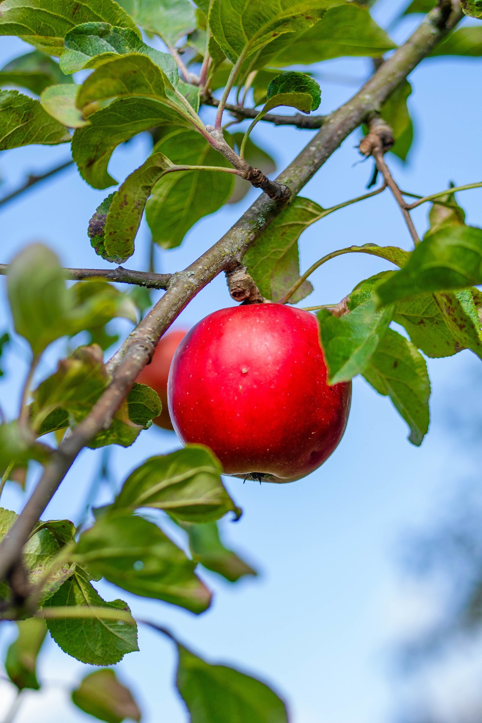 P1828161 Galleribilde