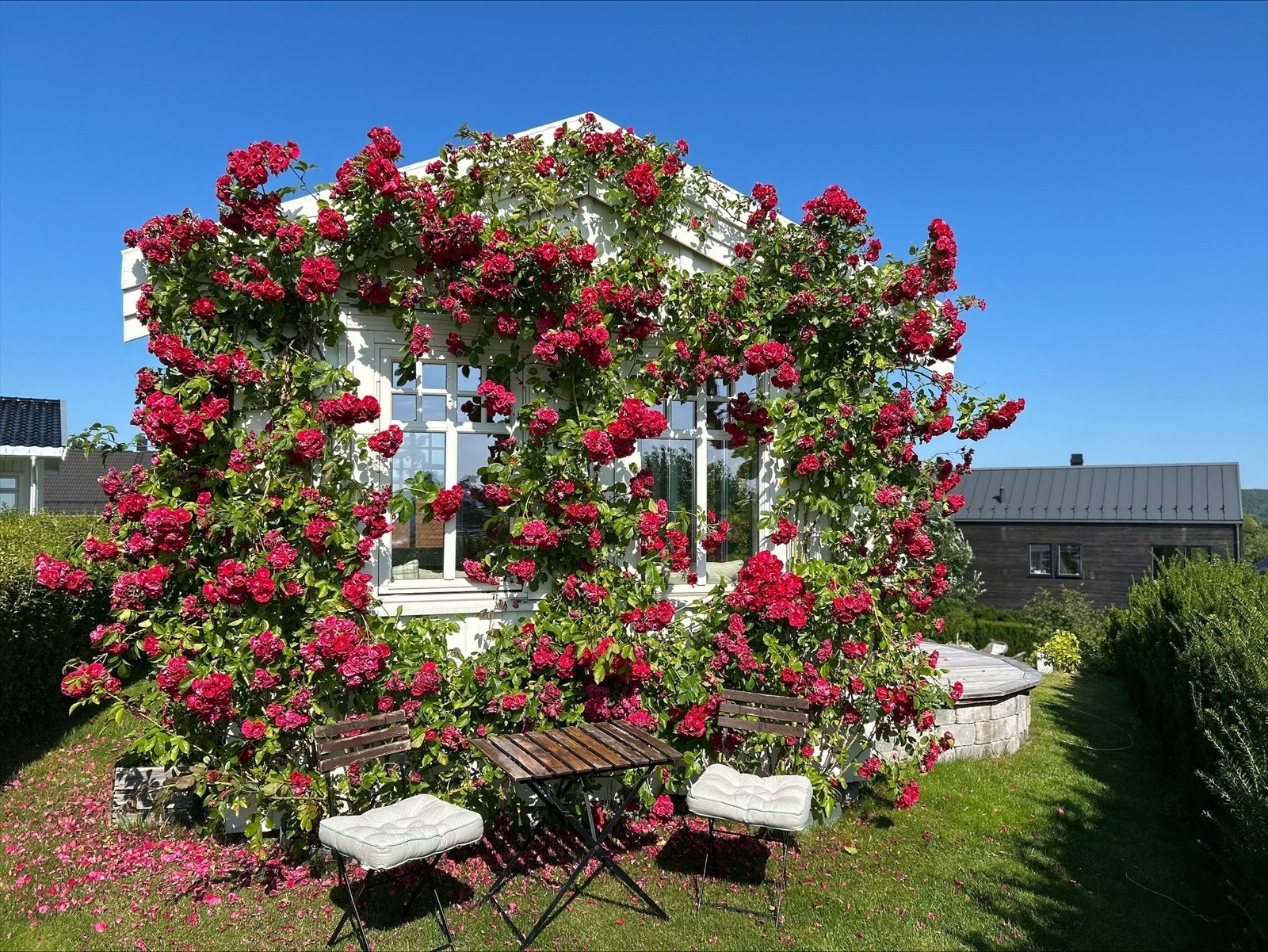 Rosene i full blomst. Galleribilde