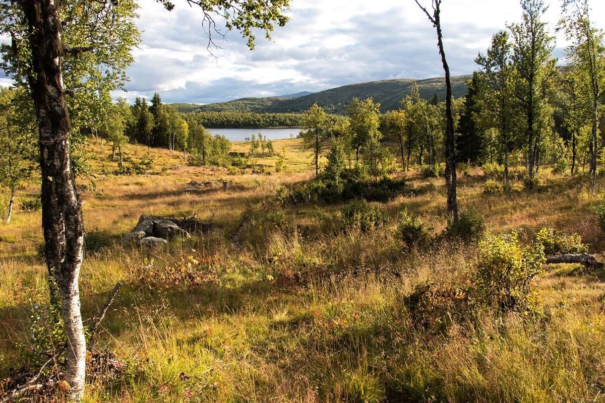 Tomtene ligger lunt og fint til i fjellsiden ned mot Grokinntjern ca 950 moh. Galleribilde
