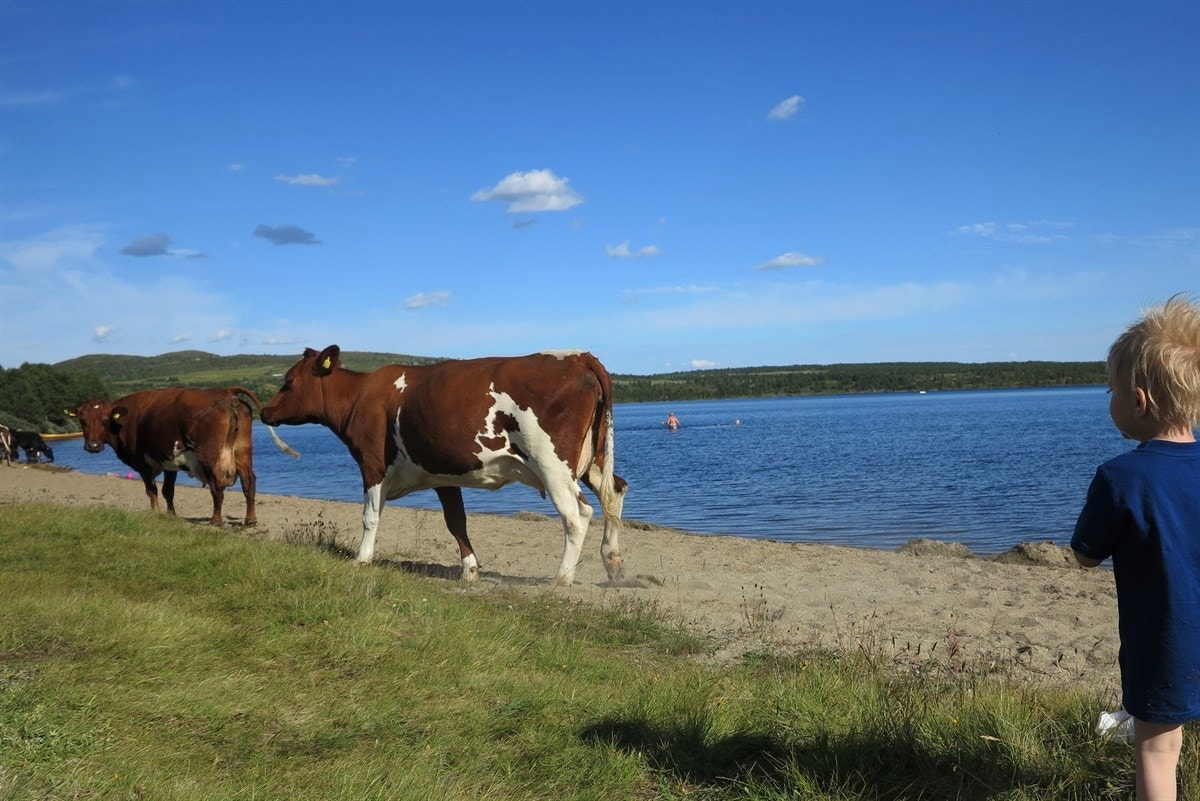 I Valdres er det over 200 støler som fortsatt er i drift, og flere av disse finner man i Vestre Slidre. Flere fine fjellvann for de som ønsker seg en dukkert! Galleribilde