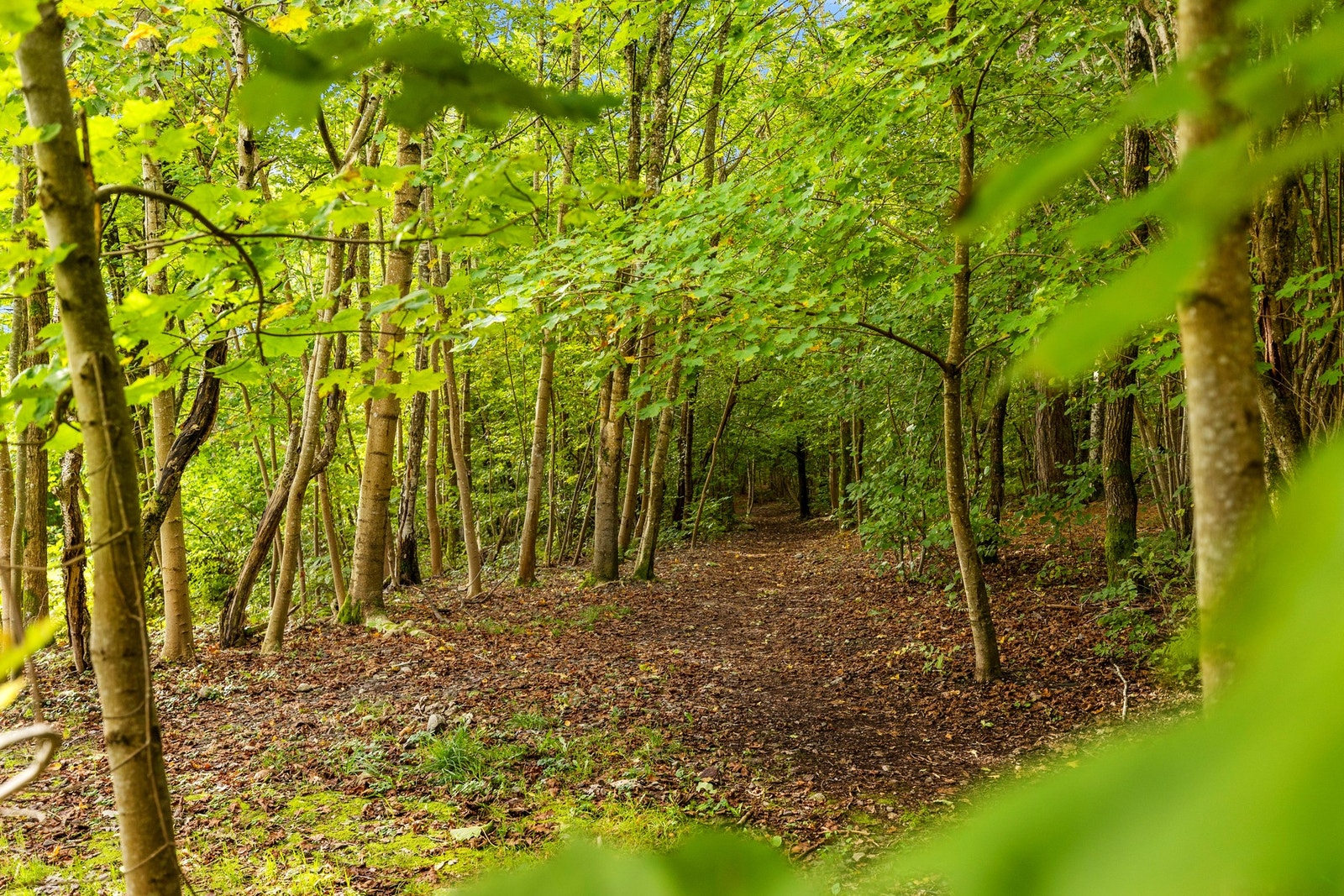 Skogen bak boligblokken. Galleribilde