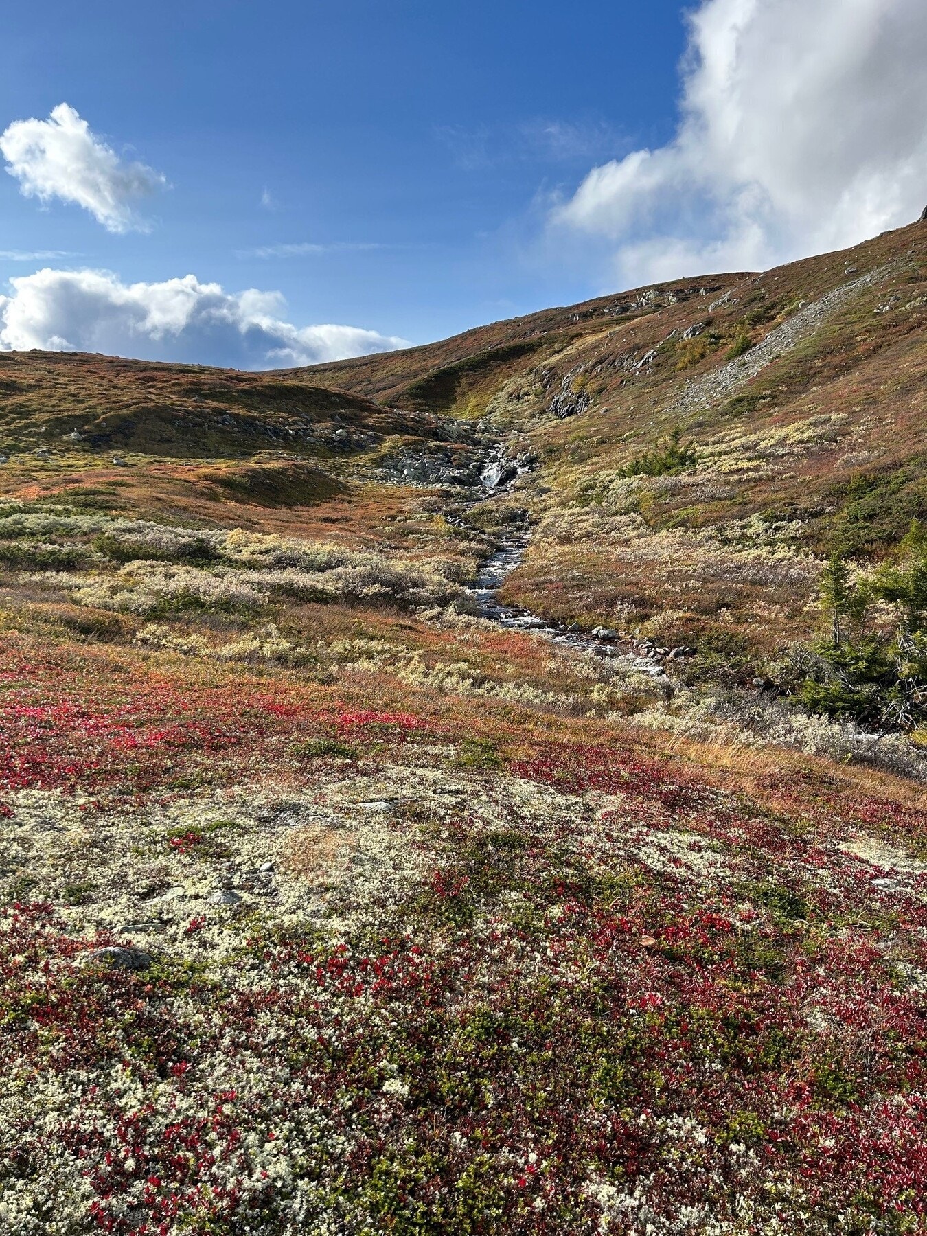 Høsten er også vakker - bilde fra selgers arkiv Galleribilde