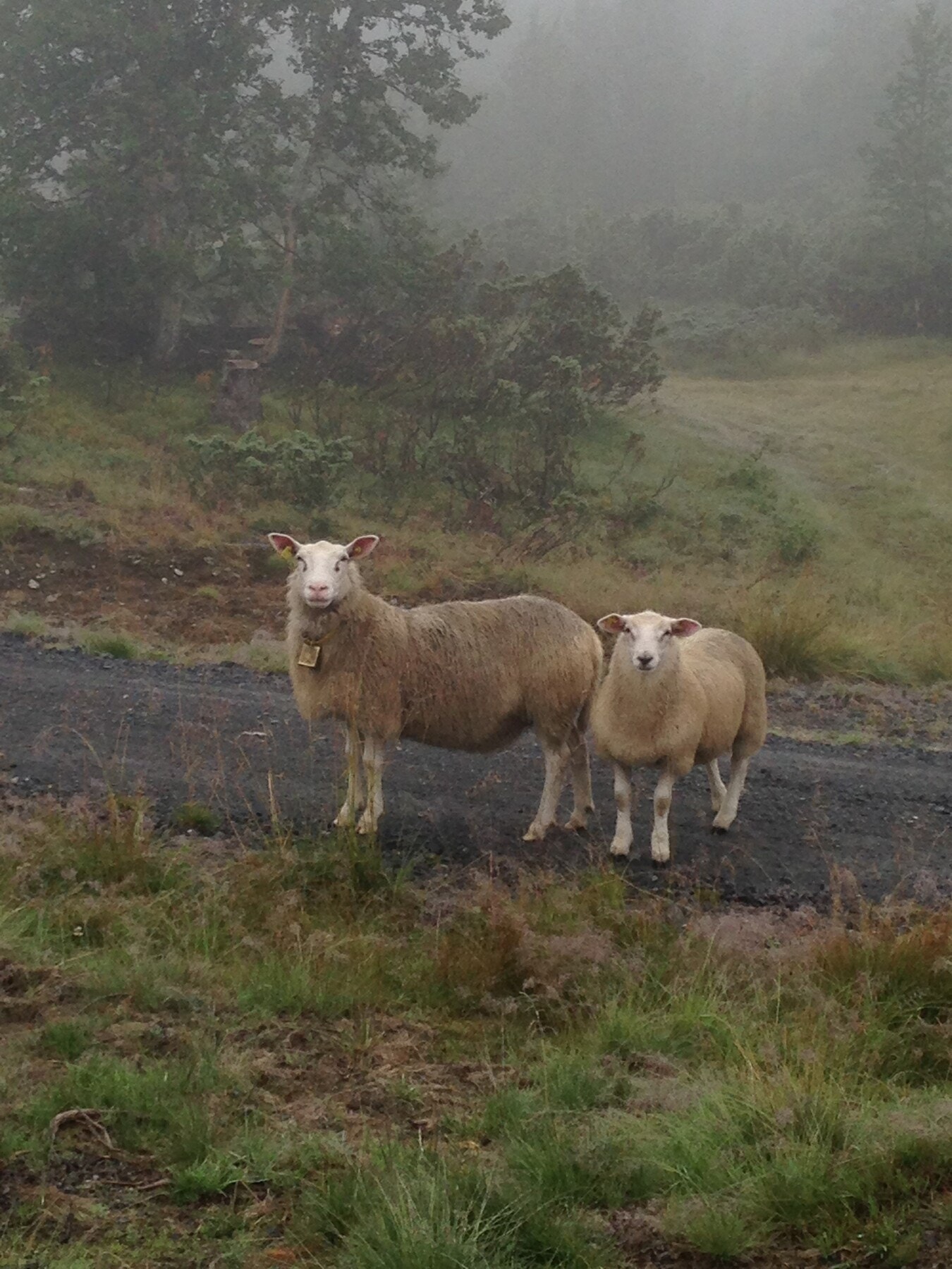 Bilde fra selgers arkiv Galleribilde