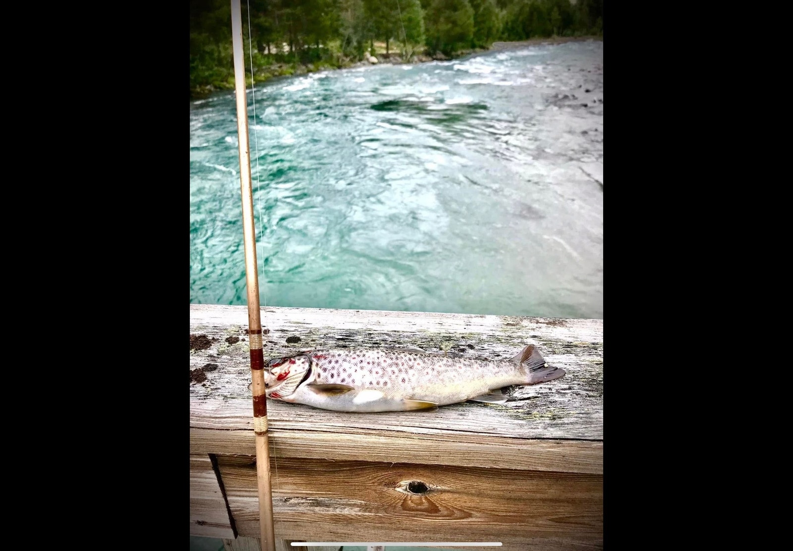 Fisking på Pålebrua Galleribilde