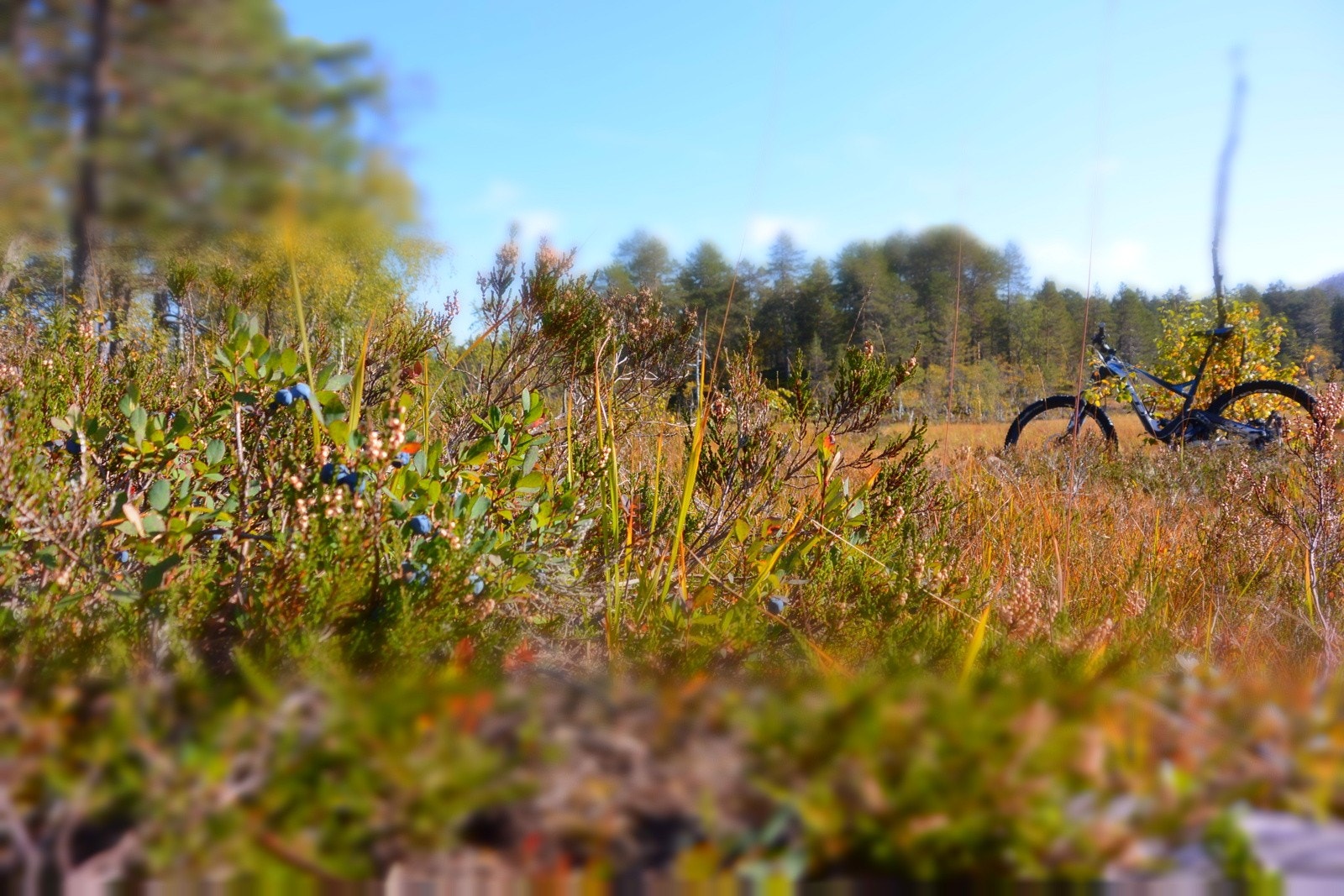 Voss Hyttegrend har flotte turområdet både sommer og høst Galleribilde