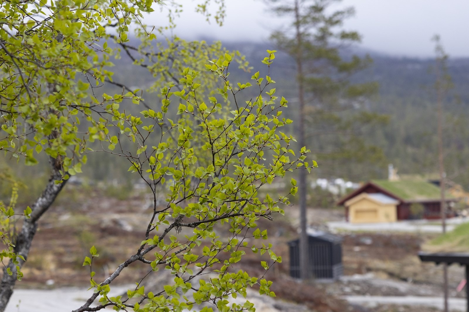 Turuhaugen18 Galleribilde