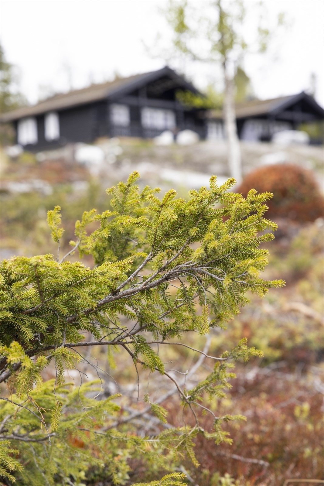 Turuhaugen18 Galleribilde