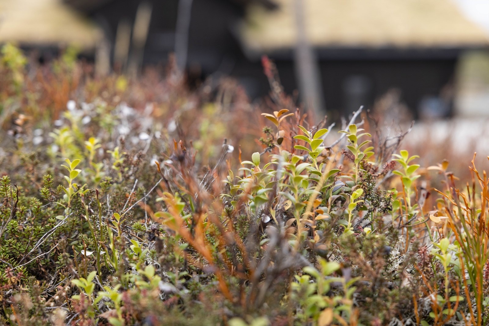 Turuhaugen18 Galleribilde