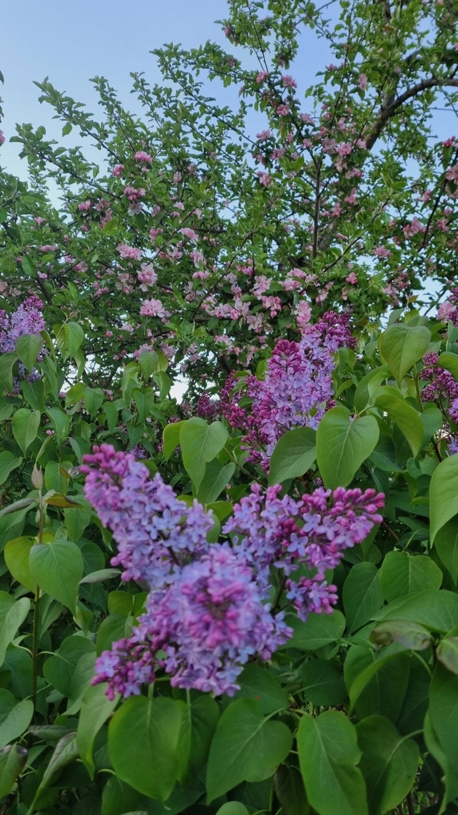 Selgers bilder Galleribilde