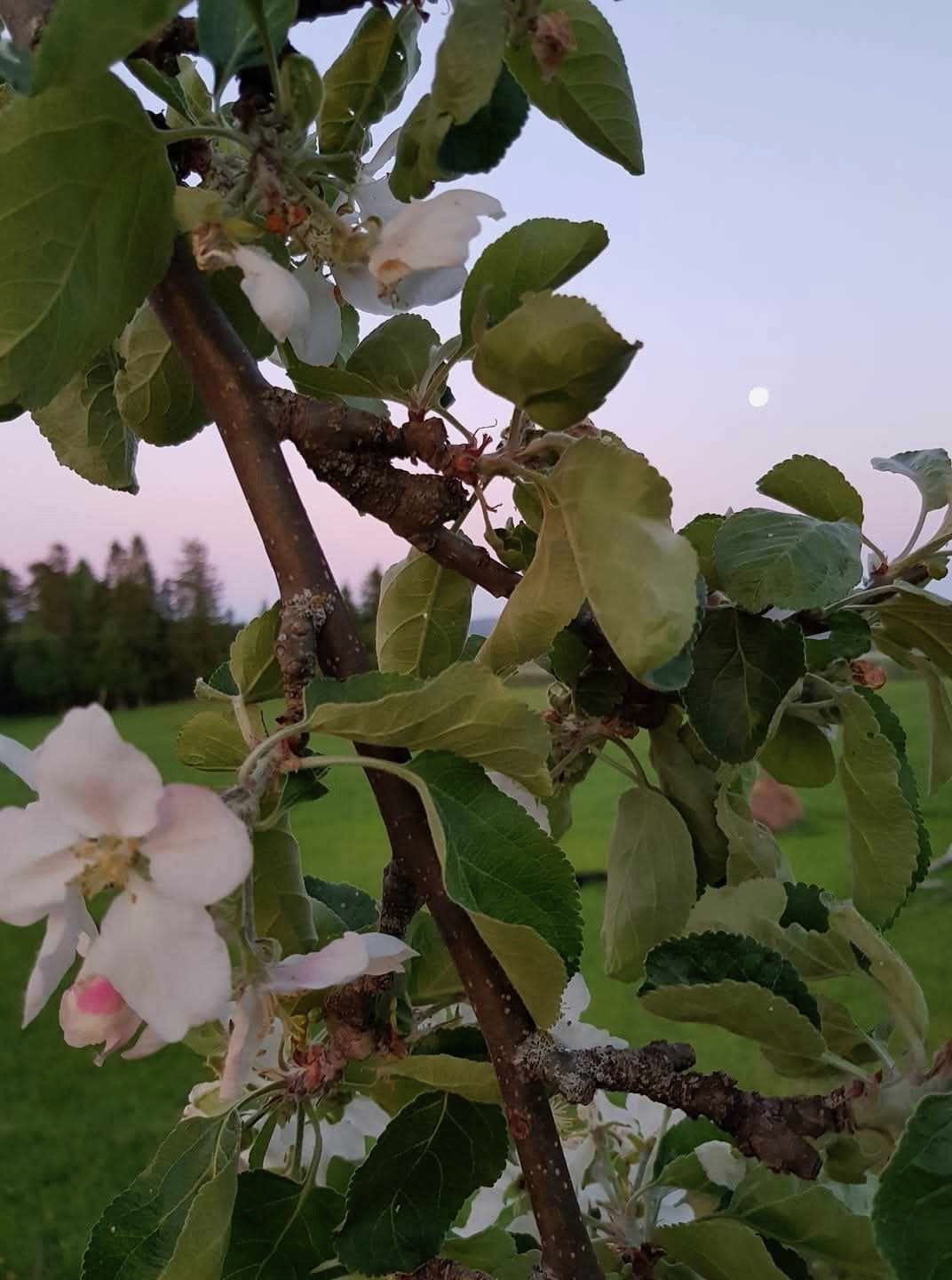 Selgers egne bilder Galleribilde