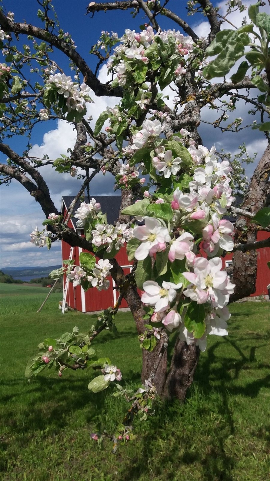 Selgers egne bilder Galleribilde