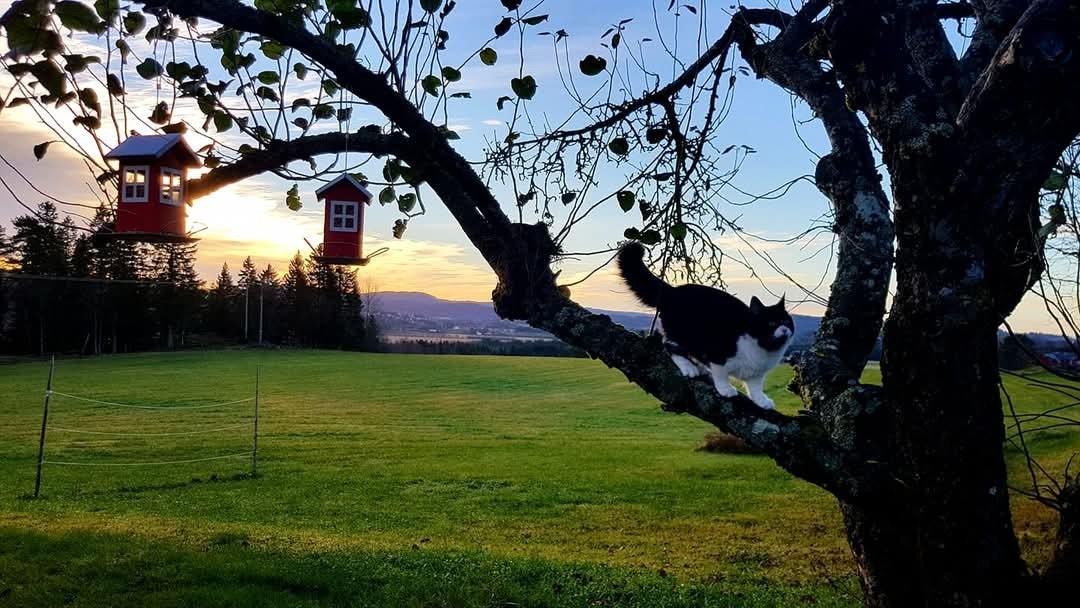 Selgers bilder Galleribilde