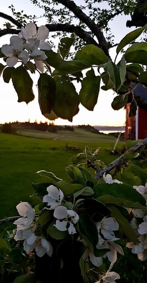 Selgers private bilde Galleribilde