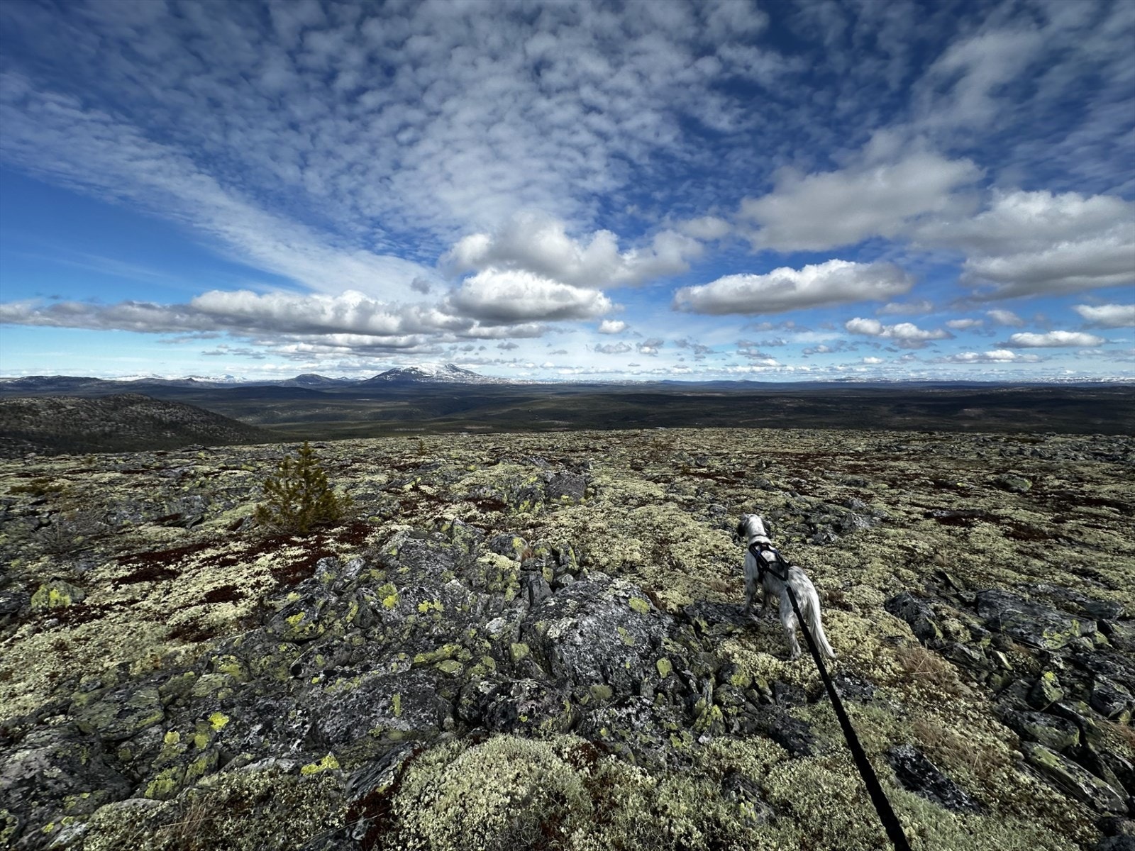 Jakttid. Galleribilde