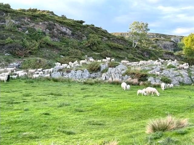 Område Galleribilde