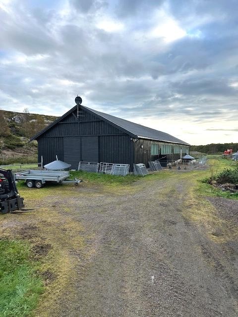 Sauefjøs Galleribilde