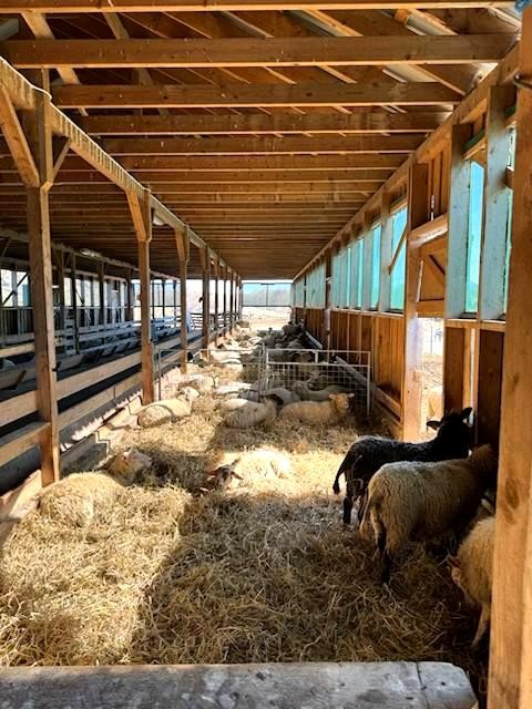 Sauefjøs Galleribilde