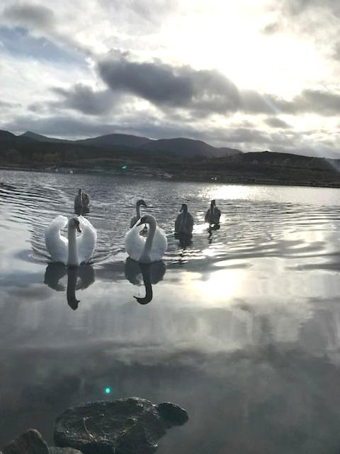 Område Galleribilde