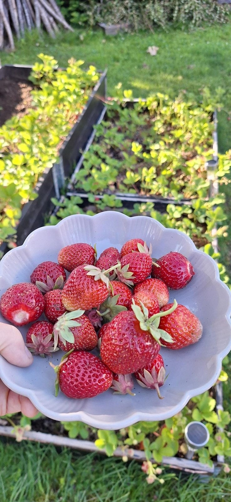 Uteområde - i hagen kan du plukke ferske druer, sprø epler og søte jordbær - rett fra grenen til bordet Galleribilde
