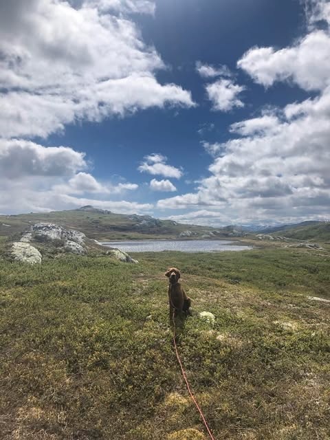 Vegglifjell byr også på mange fiskevann. Galleribilde