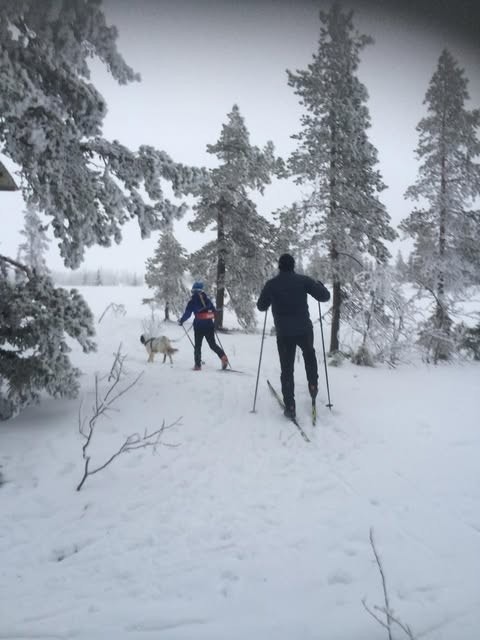 Vegglifjell er en langrennsdestinasjon med flotte løyper. Hvis det er vindfullt oppe på fjellet er det mange gode alternativ til lune og flotte løyper i skogen Galleribilde