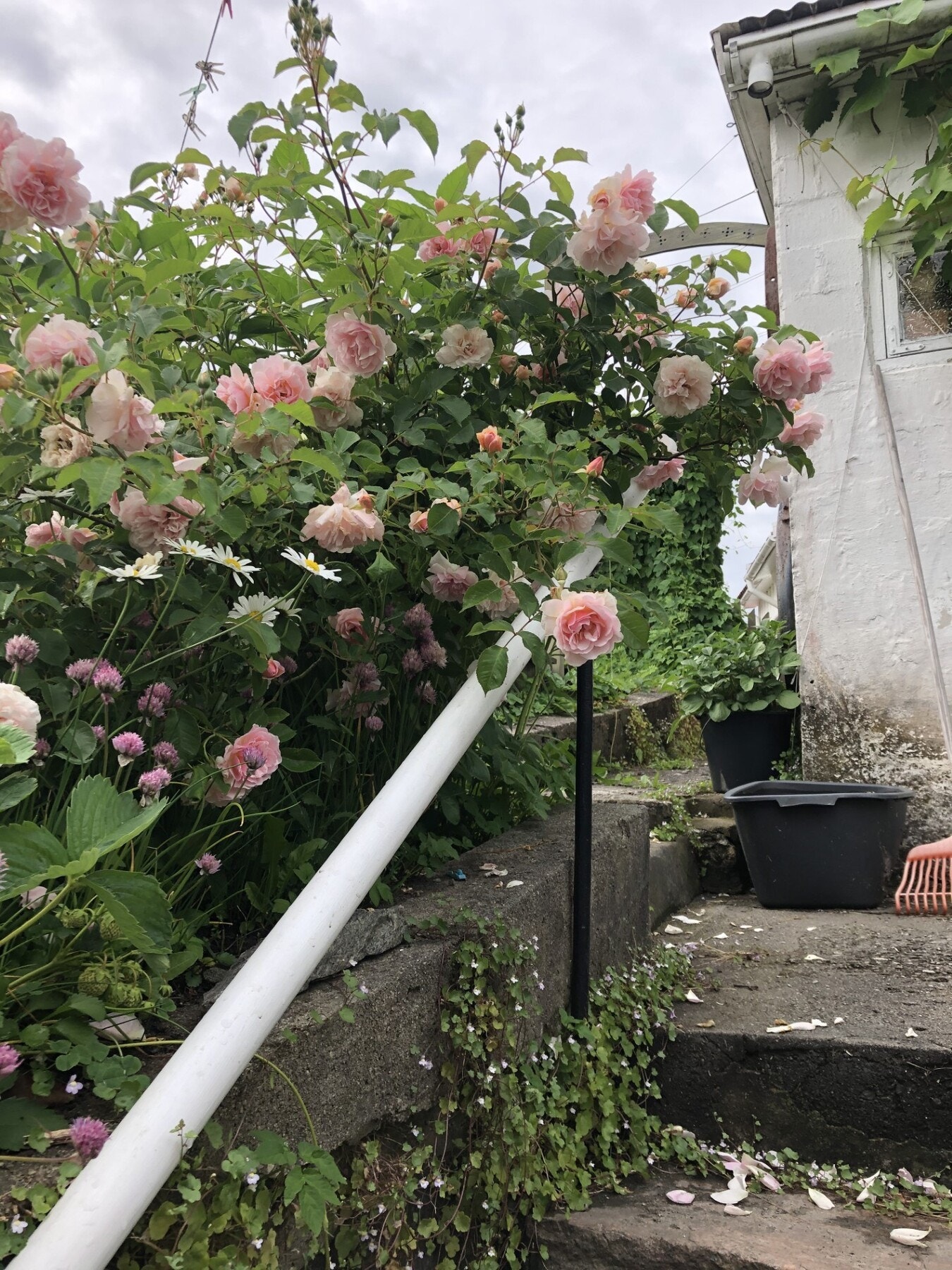 På sommeren finner man blant annet rosebusker og druer i hagen. Galleribilde